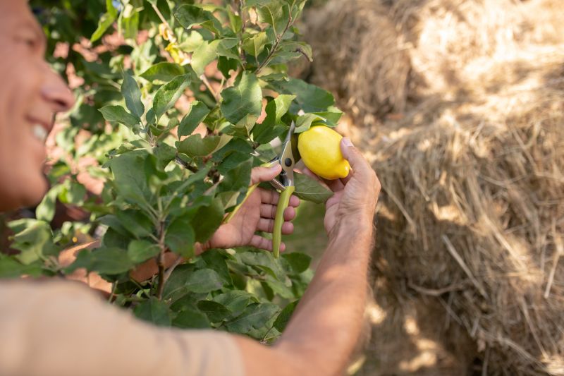Lemon Tree Cutting Service