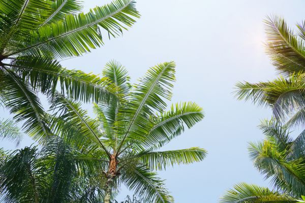 Palm Shaping