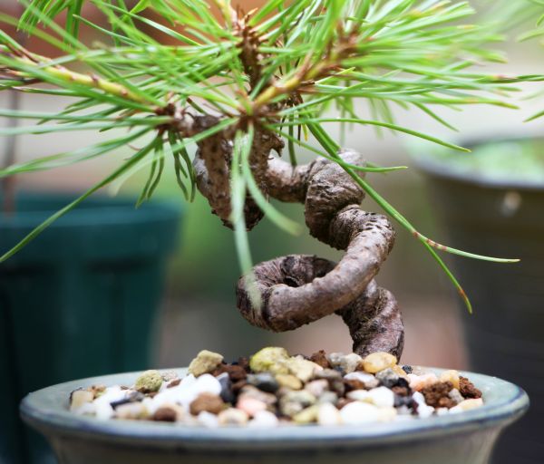 Japanese Tree Shaping