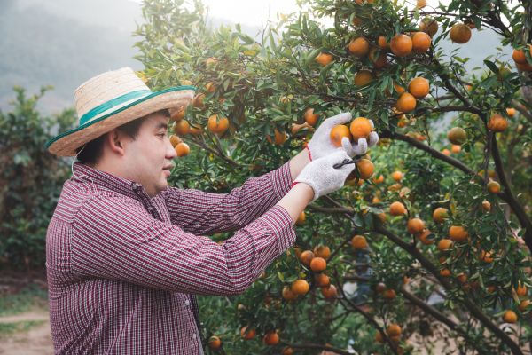 Orange Tree Pruning