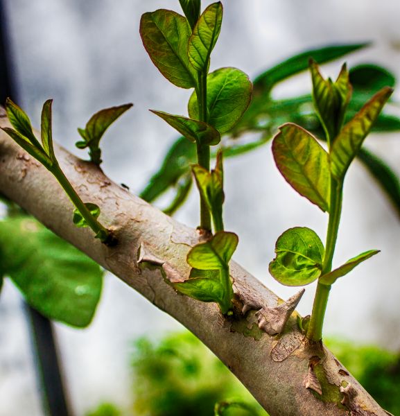 Guava Tree Trimming