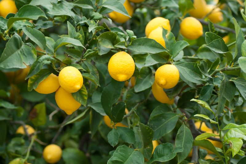 Lemon Tree Cutting