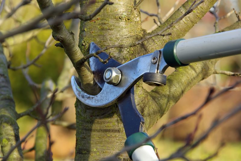 Lemon Tree Cutting