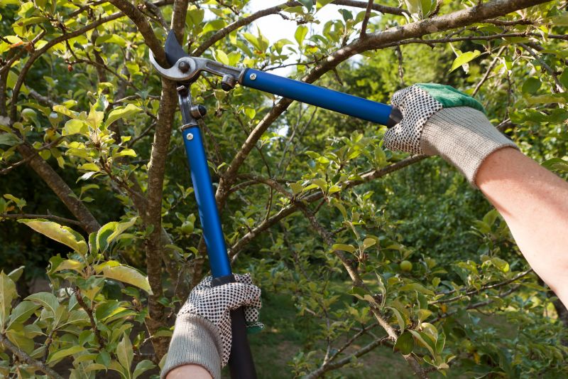 Lemon Tree Cutting