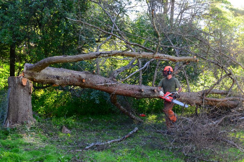Fallen Tree in Yard