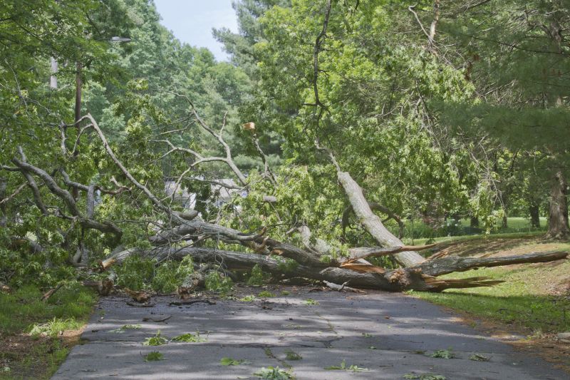 Tree Blocking Roadway