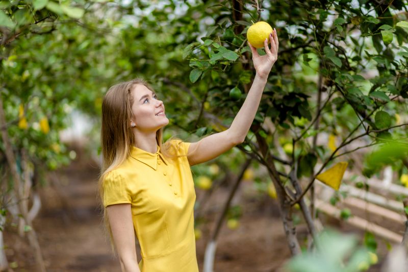 Lemon Tree Cutting