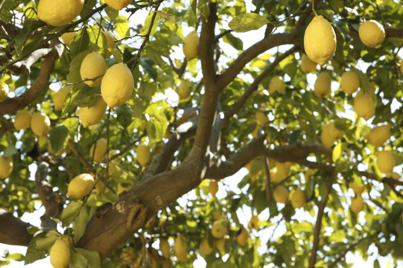 Lemon Tree Cutting