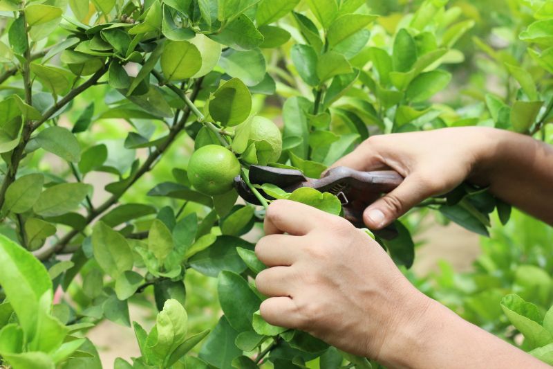 Lemon Tree Cutting