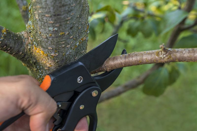 Lemon Tree Cutting
