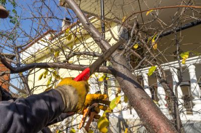 Tree Canopy Thinning in San Jose, CA