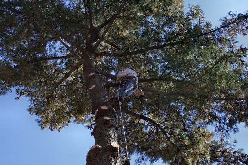 Hard-to-Reach Tree Care